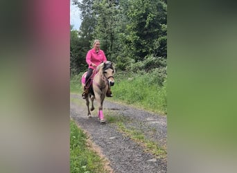 Fjord, Merrie, 5 Jaar, 146 cm, Falbe