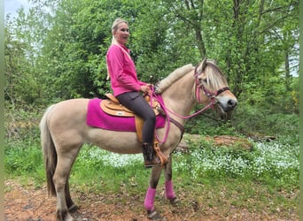 Fjord, Merrie, 5 Jaar, 146 cm, Falbe