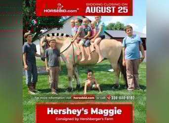 Fjord, Merrie, 5 Jaar, 147 cm, Buckskin