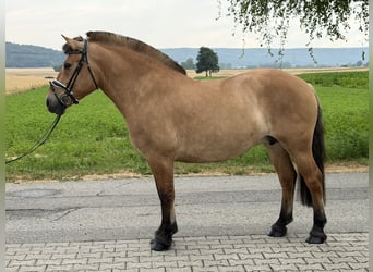 Fjord, Merrie, 5 Jaar, 152 cm, Falbe