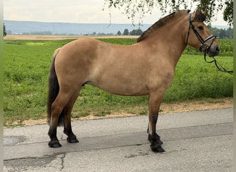 Fjord, Merrie, 5 Jaar, 152 cm, Falbe