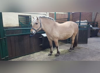Fjord, Merrie, 7 Jaar