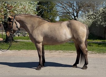 Fjord, Merrie, 8 Jaar, 140 cm, Falbe