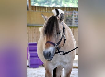 Fjord, Merrie, 8 Jaar, 145 cm, Falbe