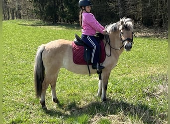 Fjord, Merrie, 9 Jaar, 138 cm, Falbe