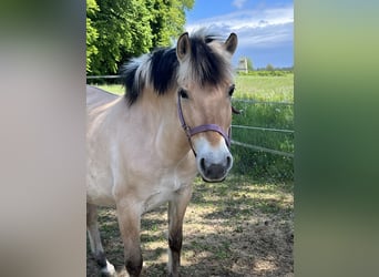 Fjord, Merrie, 9 Jaar, 138 cm, Falbe
