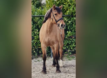 Fjord, Merrie, 9 Jaar, 160 cm, Falbe