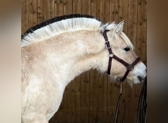 Fjord, Merrie, Veulen (03/2025), 145 cm, Falbe