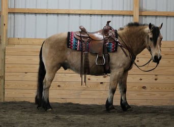 Fjord Mix, Ruin, 12 Jaar, 140 cm, Buckskin