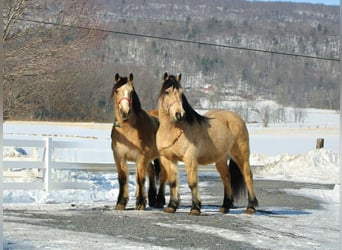Fjord Mix, Ruin, 12 Jaar, 140 cm, Buckskin