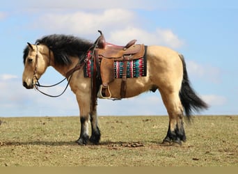 Fjord Mix, Ruin, 12 Jaar, 140 cm, Buckskin