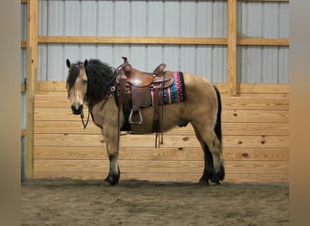 Fjord Mix, Ruin, 12 Jaar, 140 cm, Buckskin