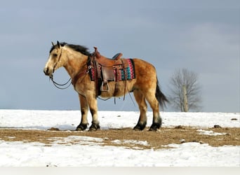 Fjord Mix, Ruin, 13 Jaar, 137 cm, Buckskin
