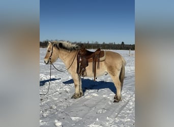 Fjord, Ruin, 18 Jaar, Falbe