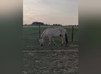 Fjord, Ruin, 2 Jaar, Falbe