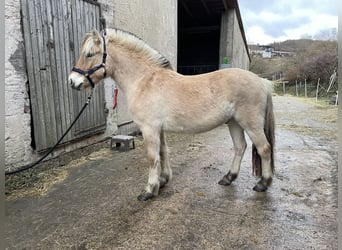 Fjord, Ruin, 2 Jaar, Falbe