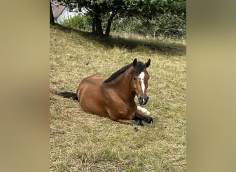 Fjord Mix, Ruin, 3 Jaar, 141 cm, Bruin
