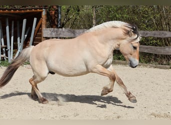 Fjord, Ruin, 3 Jaar, 142 cm, Falbe