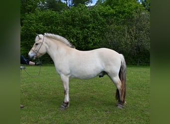 Fjord, Ruin, 3 Jaar, 150 cm, Falbe