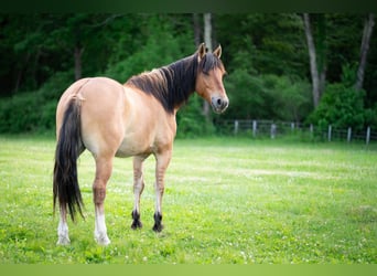 Fjord Mix, Ruin, 3 Jaar, Falbe