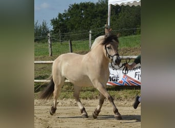 Fjord, Ruin, 4 Jaar, 153 cm, Falbe