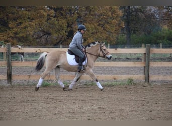 Fjord, Ruin, 5 Jaar, 142 cm, Palomino