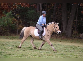Fjord, Ruin, 5 Jaar, 142 cm, Palomino