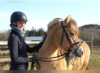 Fjord, Ruin, 5 Jaar, 145 cm, Falbe