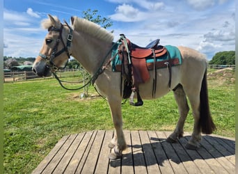 Fjord, Ruin, 5 Jaar, 148 cm, Falbe