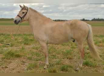 Fjord, Ruin, 5 Jaar, 157 cm, Palomino
