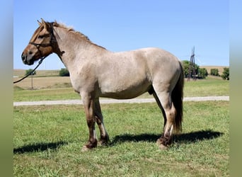 Fjord Mix, Ruin, 5 Jaar, 160 cm, Falbe