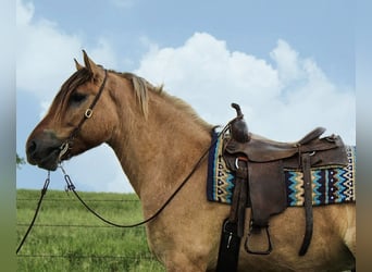 Fjord Mix, Ruin, 5 Jaar, 160 cm, Falbe