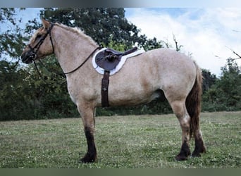 Fjord Mix, Ruin, 5 Jaar, 160 cm