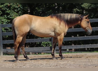 Fjordpferde Mix, Wallach, 6 Jahre, 157 cm, Falbe