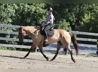 Fjordpferde Mix, Wallach, 6 Jahre, 157 cm, Falbe