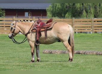Fjord, Ruin, 6 Jaar, Palomino