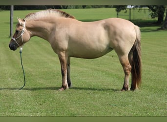 Fjordpferde, Wallach, 7 Jahre, 145 cm, Buckskin