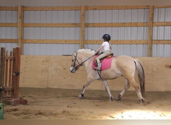 Fjord, Ruin, 7 Jaar, 147 cm, Buckskin