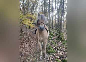 Fjord, Ruin, 9 Jaar, 142 cm, Falbe