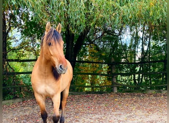 Fjord Mix, Ruin, 9 Jaar, 165 cm, Falbe