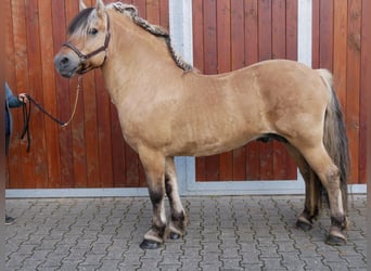 Fjord, Stallone, 13 Anni, 150 cm