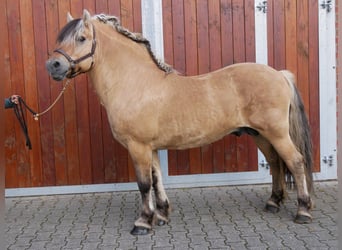 Fjord, Stallone, 13 Anni, 150 cm