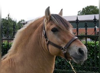 Fjord, Stallone, 13 Anni, 150 cm