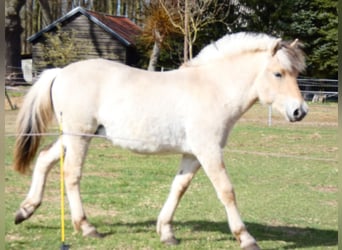 Fjord, Stallone, 1 Anno, 149 cm, Falbo
