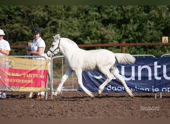 Fjordhästar, Hingst, Föl (04/2024), 148 cm, Vit