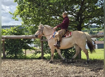 Fjordpferde, Stute, 14 Jahre, 149 cm, Falbe