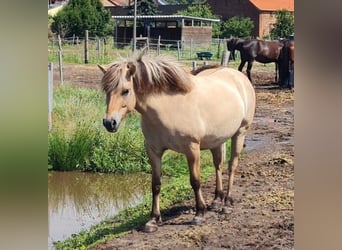 Fjordhästar, Sto, 5 år, 143 cm, Black