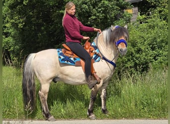 Fjordhästar, Valack, 6 år, 140 cm, Black