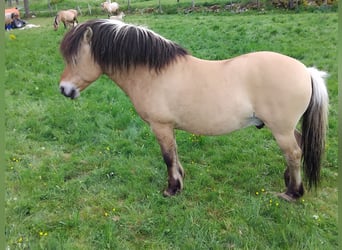 Fjordpferde, Hengst, 10 Jahre, 130 cm, Falbe