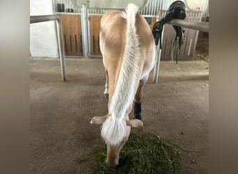 Fjordpferde, Hengst, 17 Jahre, 144 cm, Falbe